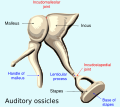 Auditory ossicles illustration