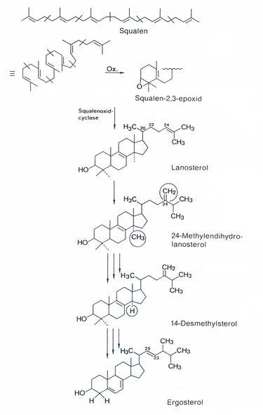 File:Ergosterin-Biosynthese.png