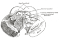 Section of the mid-brain at the level of the superior colliculi
