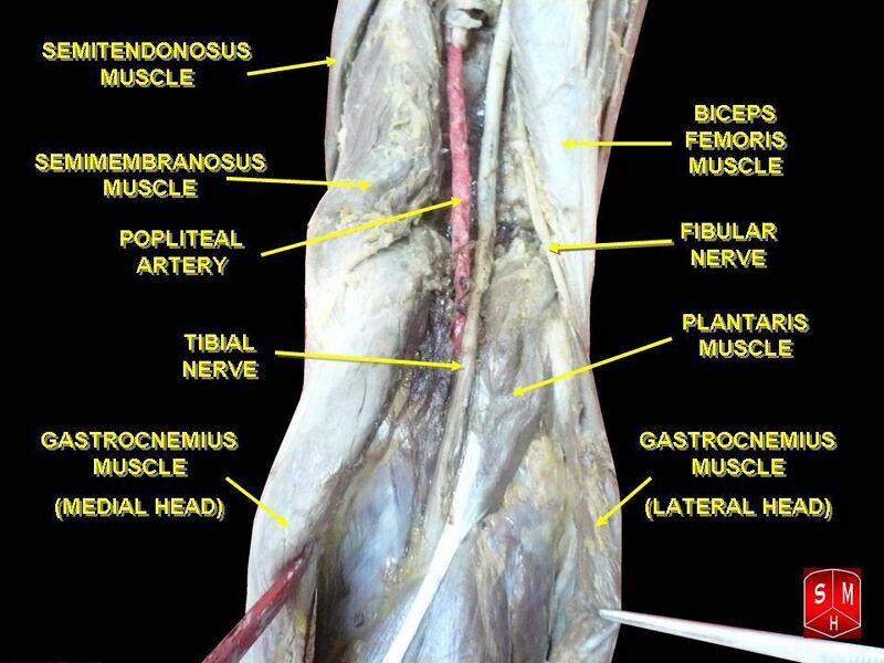 File:Popliteal artery.jpg