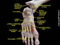 Tarsometatarsal joints