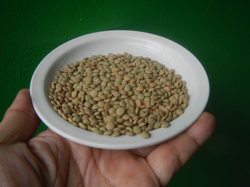 File:1034Lentils in the Philippines 26.jpg