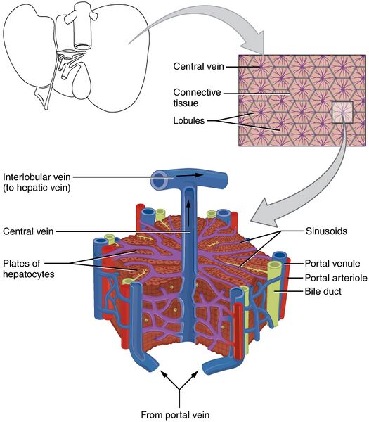 File:2423 Microscopic Anatomy of Liver.jpg