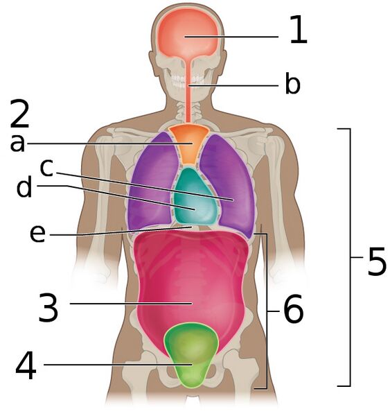 File:Body Cavities Frontal view labeled.jpg
