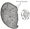 Thumbnail for version as of 17:28, 18 May 2026