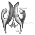 Lateral ventricles