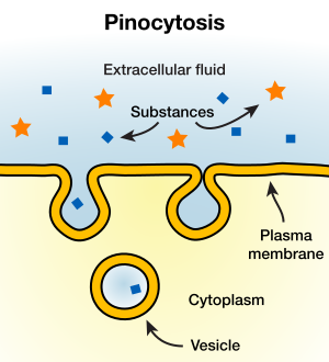 File:Pinocytosis.svg