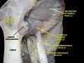 External obturator muscle