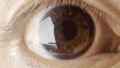 Human_eye