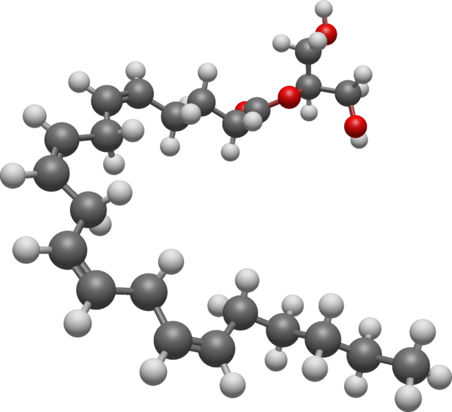 File:2-arachidonoylglycerol 3D BS.png