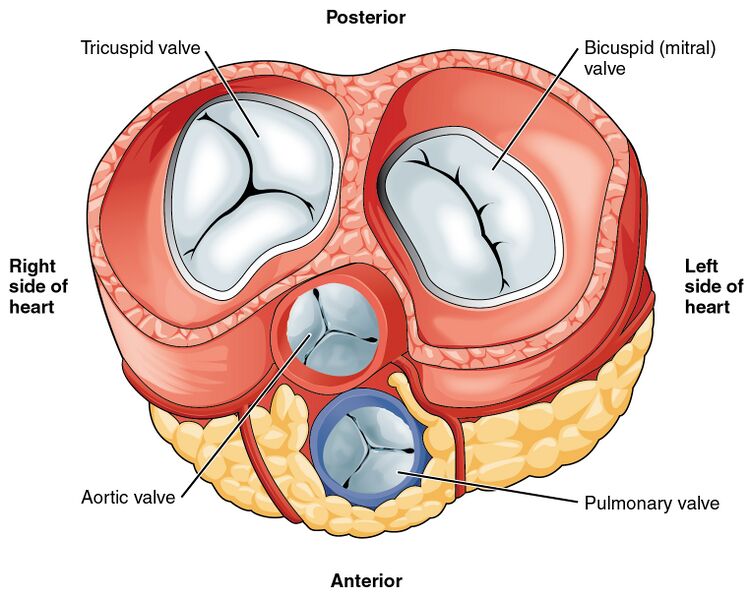 File:2011 Heart Valves.jpg