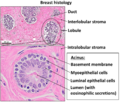 Mammary gland