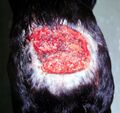 Thumbnail for version as of 03:22, 5 June 2026