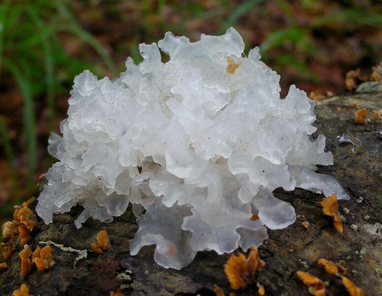 File:Tremella fuciformis 337510.jpg