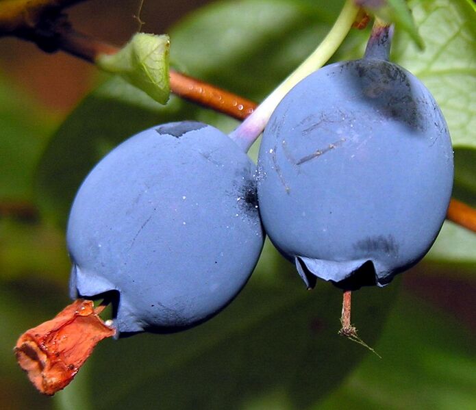 File:Vaccinium uliginosum vaisai 1.2006-08-01.JPG