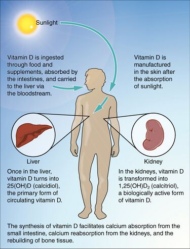 File:614 Synthesis of Vitamin D.jpg