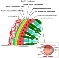 Thumbnail for version as of 03:20, 5 June 2026