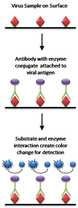 File:ELISA diagram.png
