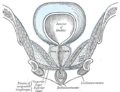 Superficial perineal pouch