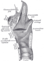 Larynx viewed from behind