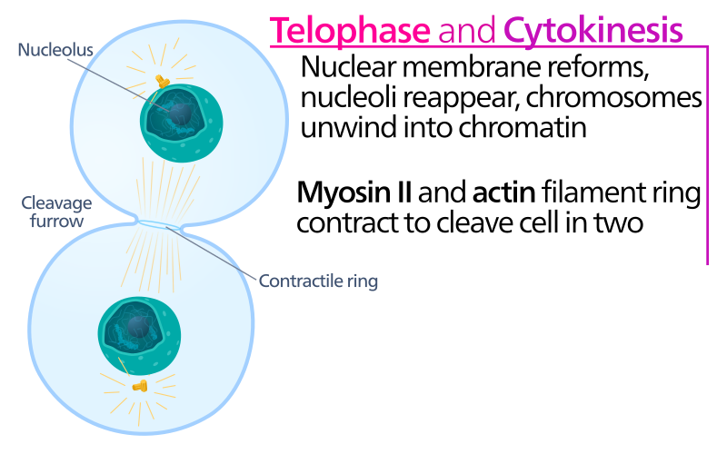 File:Telophase.svg