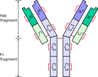 File:AntibodyChains.svg