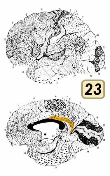 File:Brodmann Cytoarchitectonics 23.png
