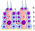 Germinal epithelium of the testicle