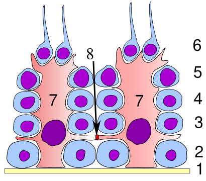File:Germinal epithelium testicle.svg