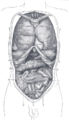 Ascending_colon