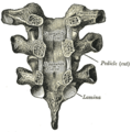 Gray's Anatomy illustration 303