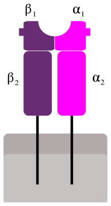 File:MHC Class 2.svg