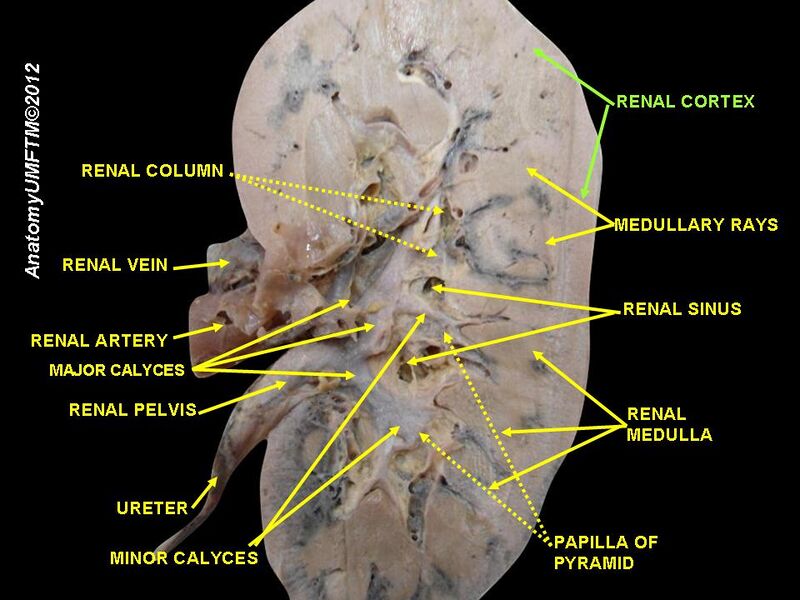 File:Slide24iii.JPG