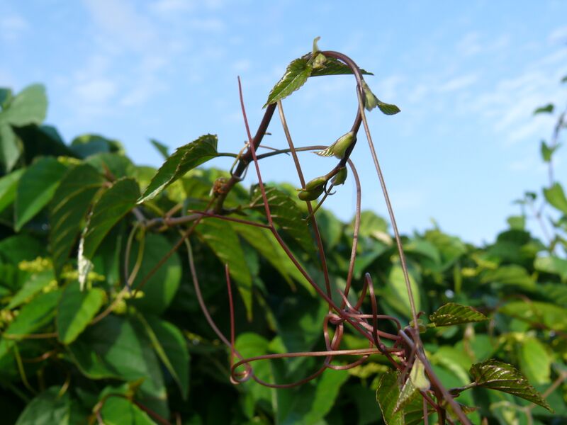 File:Cissus antarctica.jpg
