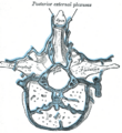 Gray's Anatomy illustration of the external vertebral venous plexuses