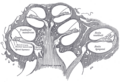 Spiral ligament