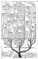 Haeckel Tree