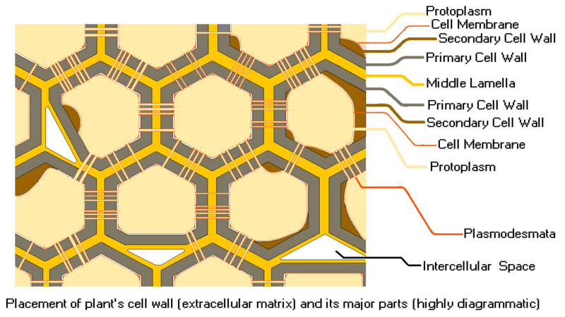 File:Plant Cell Wall.png
