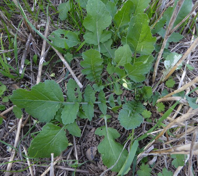 File:Raphanus raphanistrum leaves.jpg