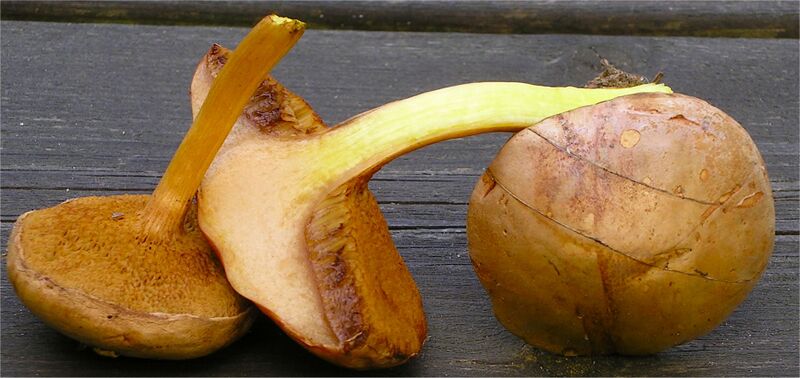 File:2006-09-10 Chalciporus piperatus 26645.jpg