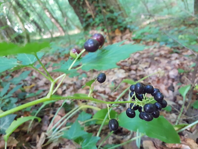 File:Actaea spicata berries.jpg