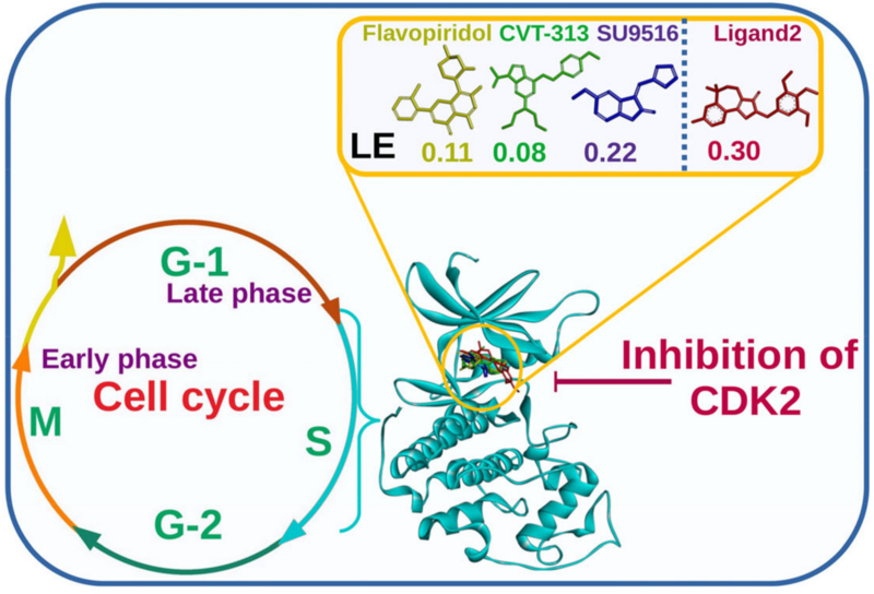 File:CDK2-Selective inhibitor.png