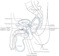 Pelvic fascia
