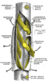 Spinal nerve and vertebra