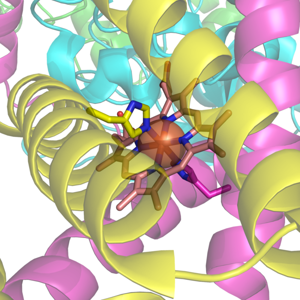 File:Succinate Dehygrogenase 1YQ3 Haem group.png