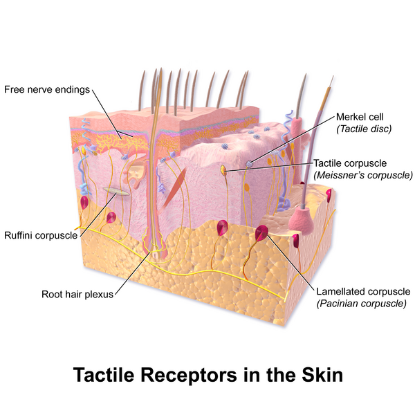 File:Blausen 0809 Skin TactileReceptors.png
