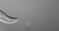 Thumbnail for version as of 03:32, 5 June 2026