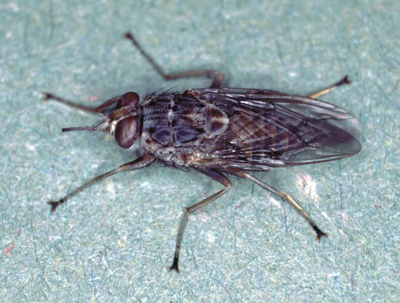 File:Glossina-morsitans.jpg