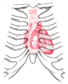 Diagram of the heart showing papillary muscles
