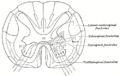 Thumbnail for version as of 17:28, 18 May 2026